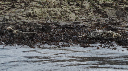 Seals