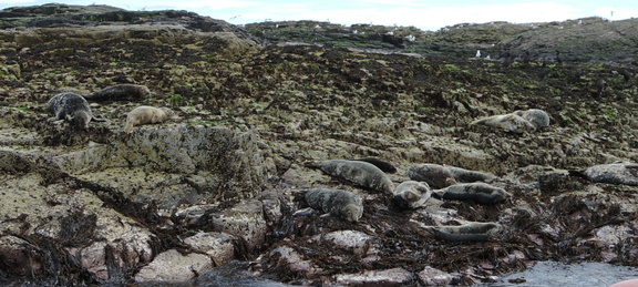 Seals