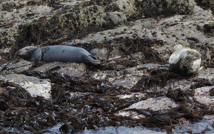 Seals
