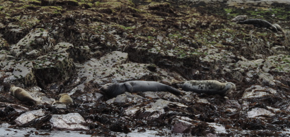 Seals