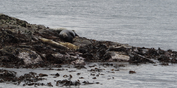 Seals