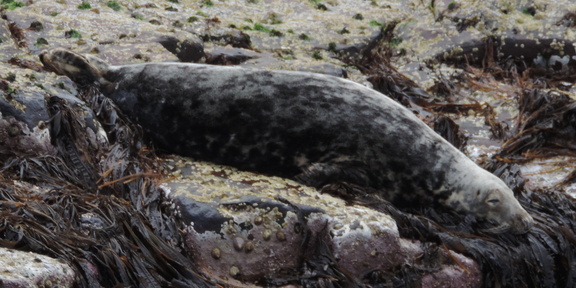 Seal
