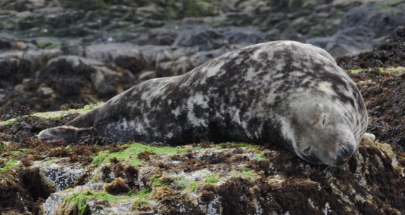 Seal