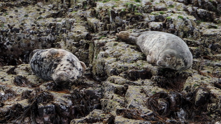 Seals
