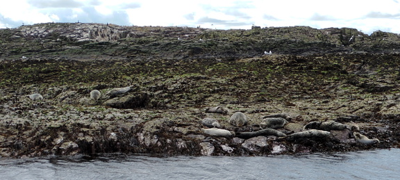 Seals