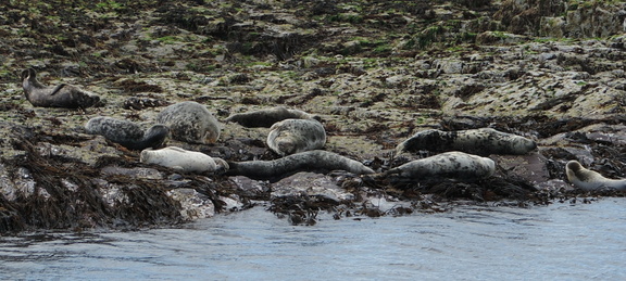 Seals