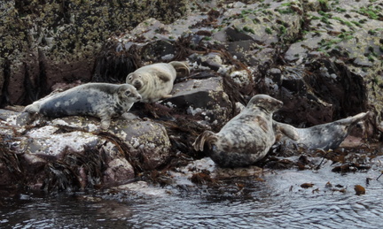 Seals