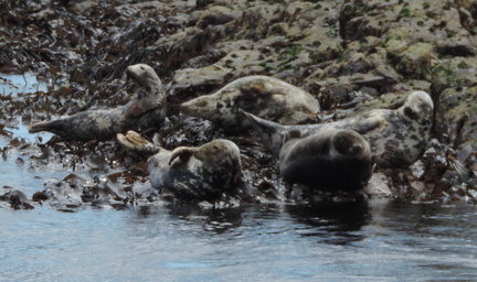 Seals