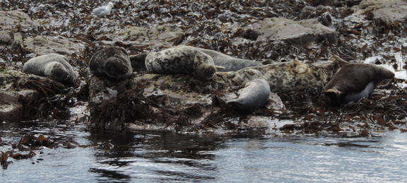 Seals