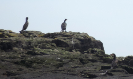 Birds