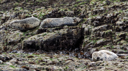 Seals