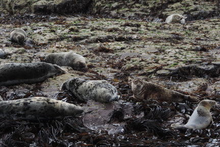 Seals