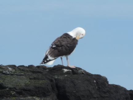 Gull