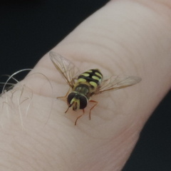 Hoverfly