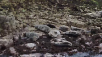 Seals