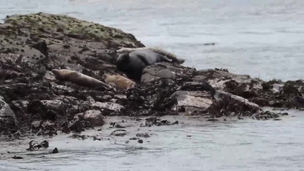 Seals