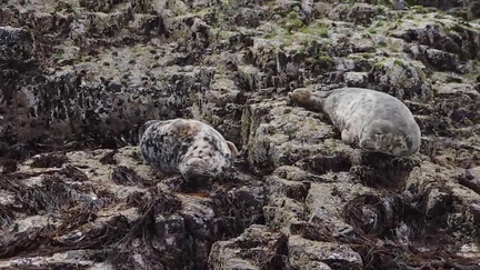 Seals