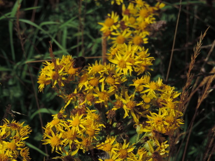 Yellow flowers