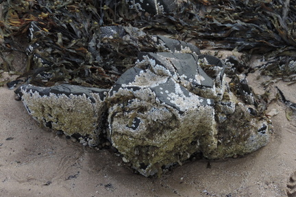 Barnacles
