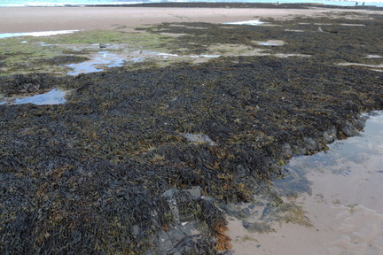 Seaweed