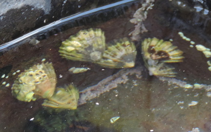 Limpets