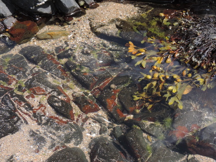 Rock pool