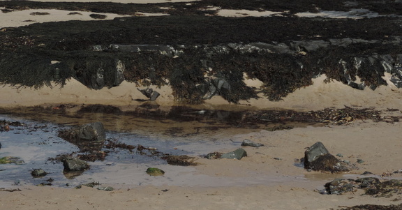 Seaweed