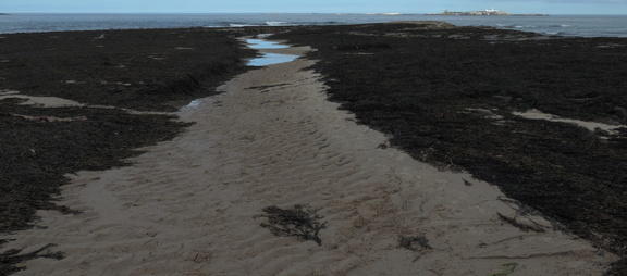 Seaweed