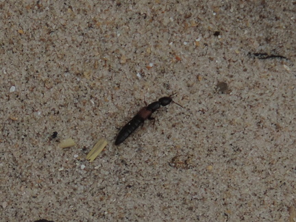 Insect