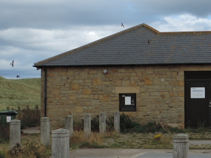 House Martins