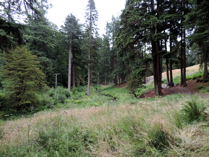 Woods