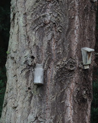 Bat boxes
