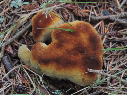 Fungus