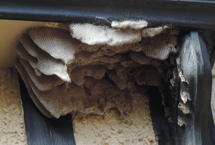 Honeycomb