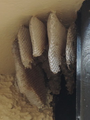 Honeycomb