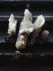Honeycombs