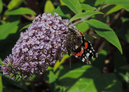 Butterfly and Hoverfly