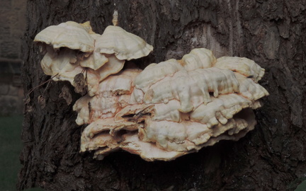 Bracket fungus