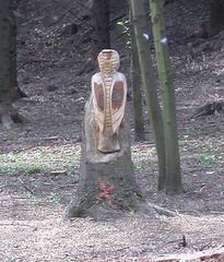Back of Woodpecker