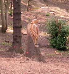 Woodpecker