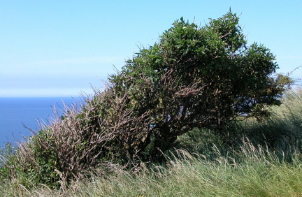 Bush