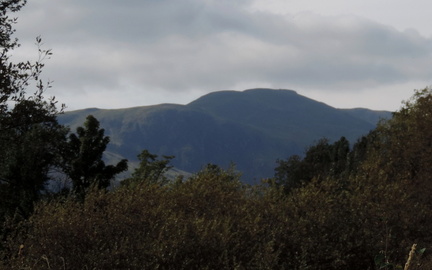 Peak through the trees