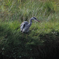Heron