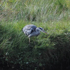 Heron