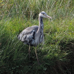 Heron