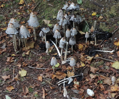 Toadstools