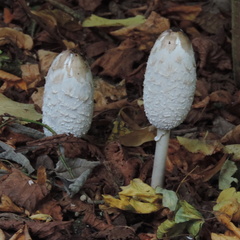 Toadstools