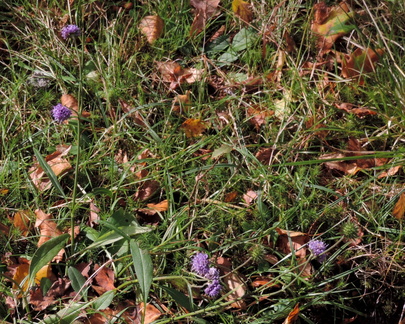 Purple flowers