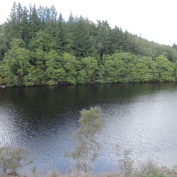 Achray Forest