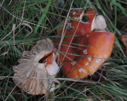 Toadstools